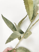 Load image into Gallery viewer, White Veronica Stem