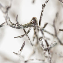 Load image into Gallery viewer, Winter Faux Hawthorn Branch