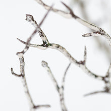 Load image into Gallery viewer, Winter Faux Hawthorn Branch