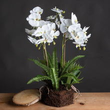 Load image into Gallery viewer, Large White Orchid and Fern Garden in Roots