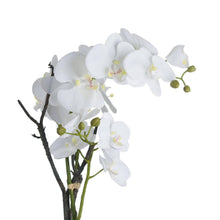Load image into Gallery viewer, Large White Orchid in Stone Pot