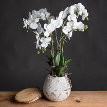 Load image into Gallery viewer, Large White Orchid in Stone Pot