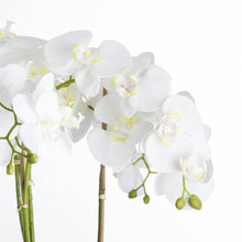 Load image into Gallery viewer, Huge Large White Orchid in Grey Stone Pot With Root Detail
