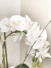 Load image into Gallery viewer, Stone Potted White Orchid with Roots and Moss Detail