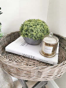 Faux Hebe Globe pot