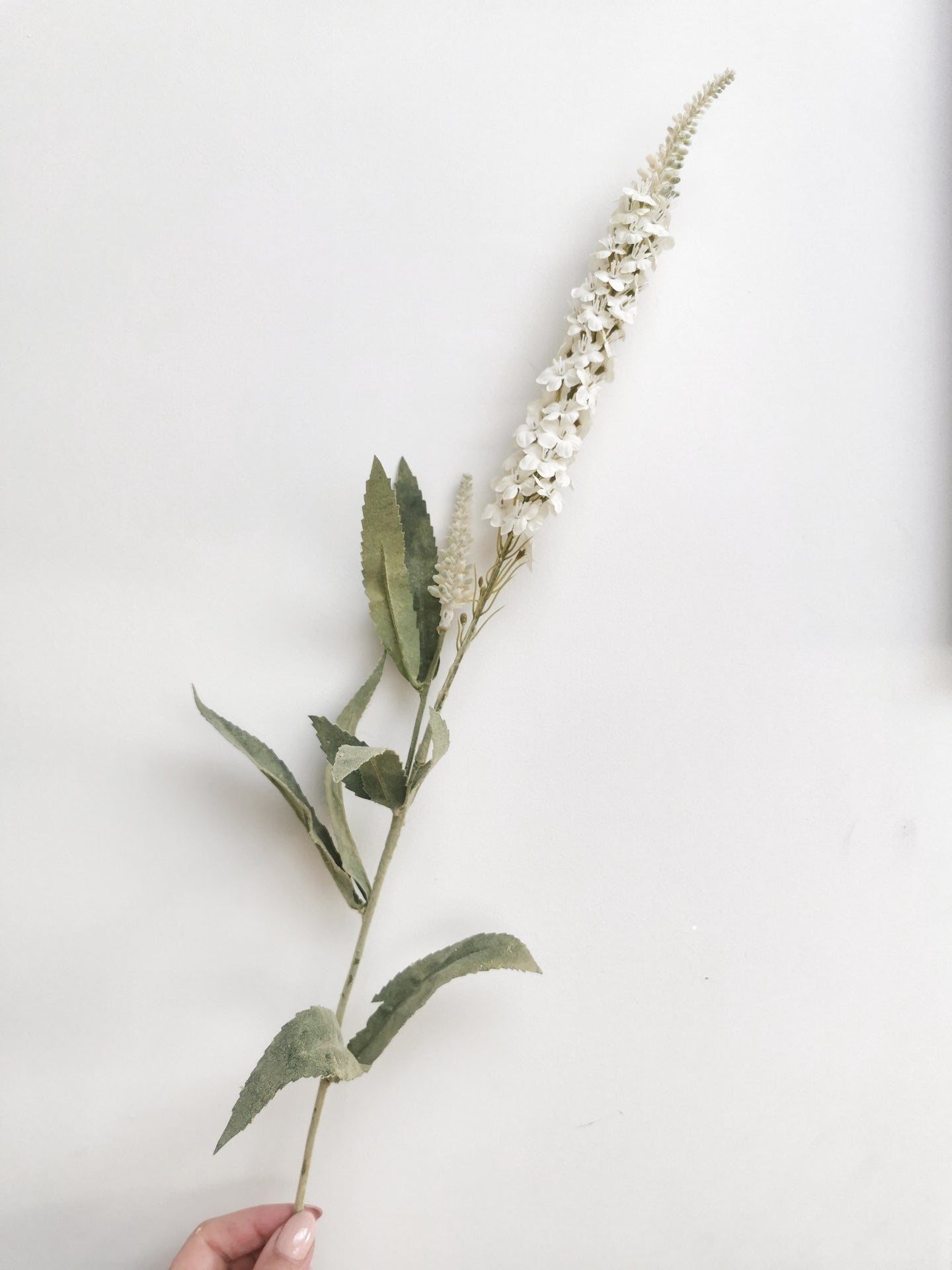 White Veronica Stem