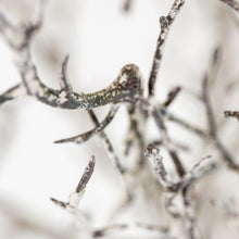 Load image into Gallery viewer, Winter Faux Hawthorn Branch
