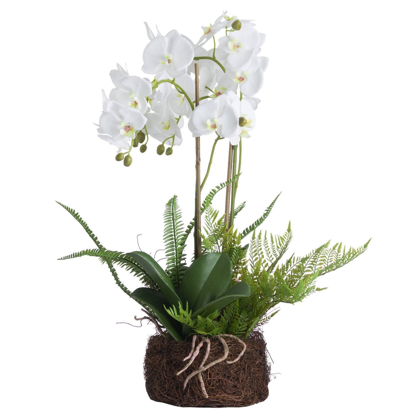 Large White Orchid and Fern Garden in Roots