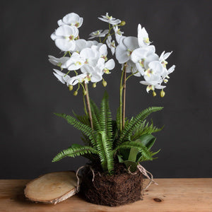 Large White Orchid and Fern Garden in Roots