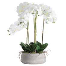 Load image into Gallery viewer, Huge Large White Orchid in Grey Stone Pot With Root Detail

