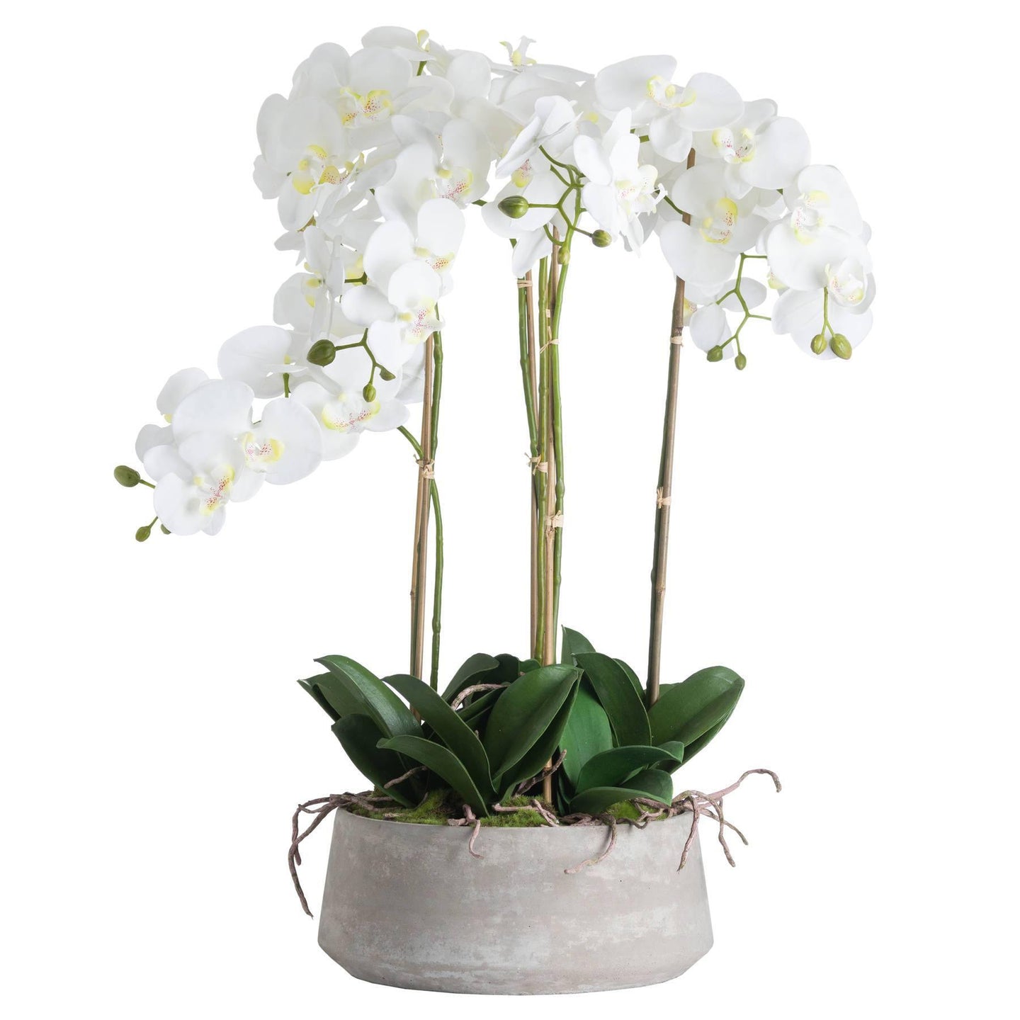 Huge Large White Orchid in Grey Stone Pot With Root Detail