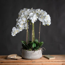 Load image into Gallery viewer, Huge Large White Orchid in Grey Stone Pot With Root Detail
