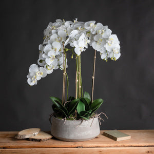 Huge Large White Orchid in Grey Stone Pot With Root Detail