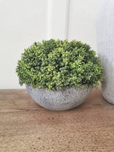 Load image into Gallery viewer, Faux Hebe Globe pot
