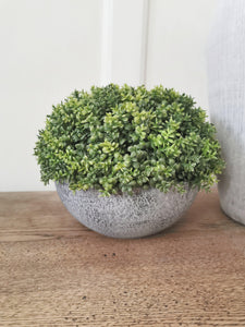 Faux Hebe Globe pot