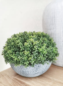 Faux Hebe Globe pot