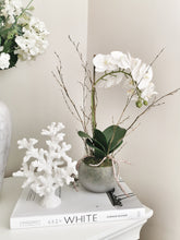 Load image into Gallery viewer, Stone Potted White Orchid with Roots and Moss Detail
