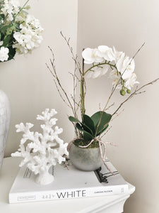 Stone Potted White Orchid with Roots and Moss Detail