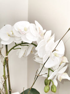 Stone Potted White Orchid with Roots and Moss Detail