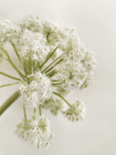 Load image into Gallery viewer, Large Artificial White Allium Stem
